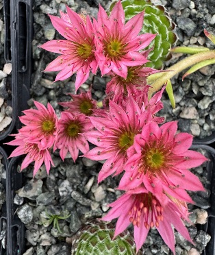 Sempervivum  x barbulatum hookeri